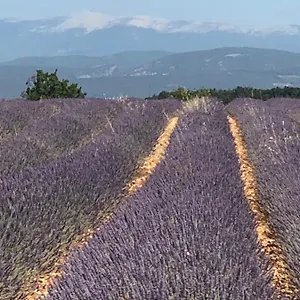  Apartment Provence Luberon Location Chez Marcelle France